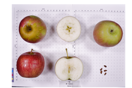 FRUIT